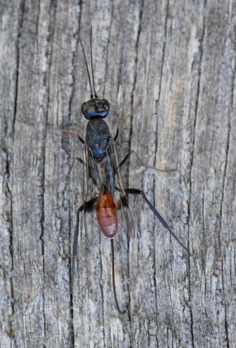 Pristaulacus galitae